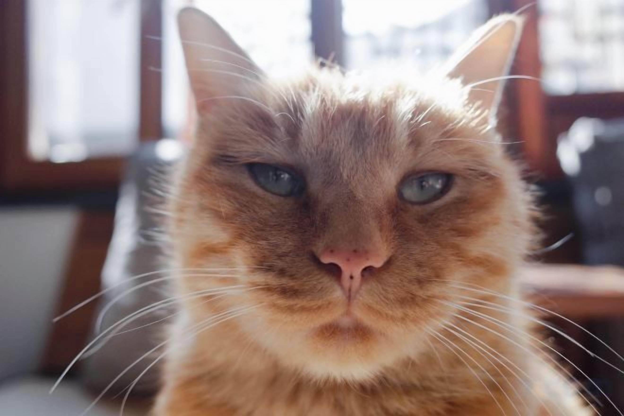 A close-up of a cat's face.