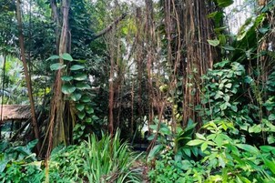 Una selva densa con diversas plantas y árboles.