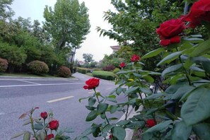 A road lined with red roses and green foliage.