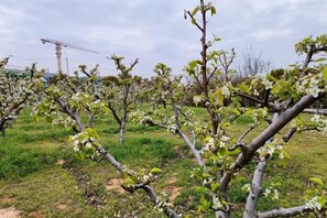 An orchard with fruit trees, a construction crane in the background, and a grassy field. - Guli Hotel (Nanjing)
