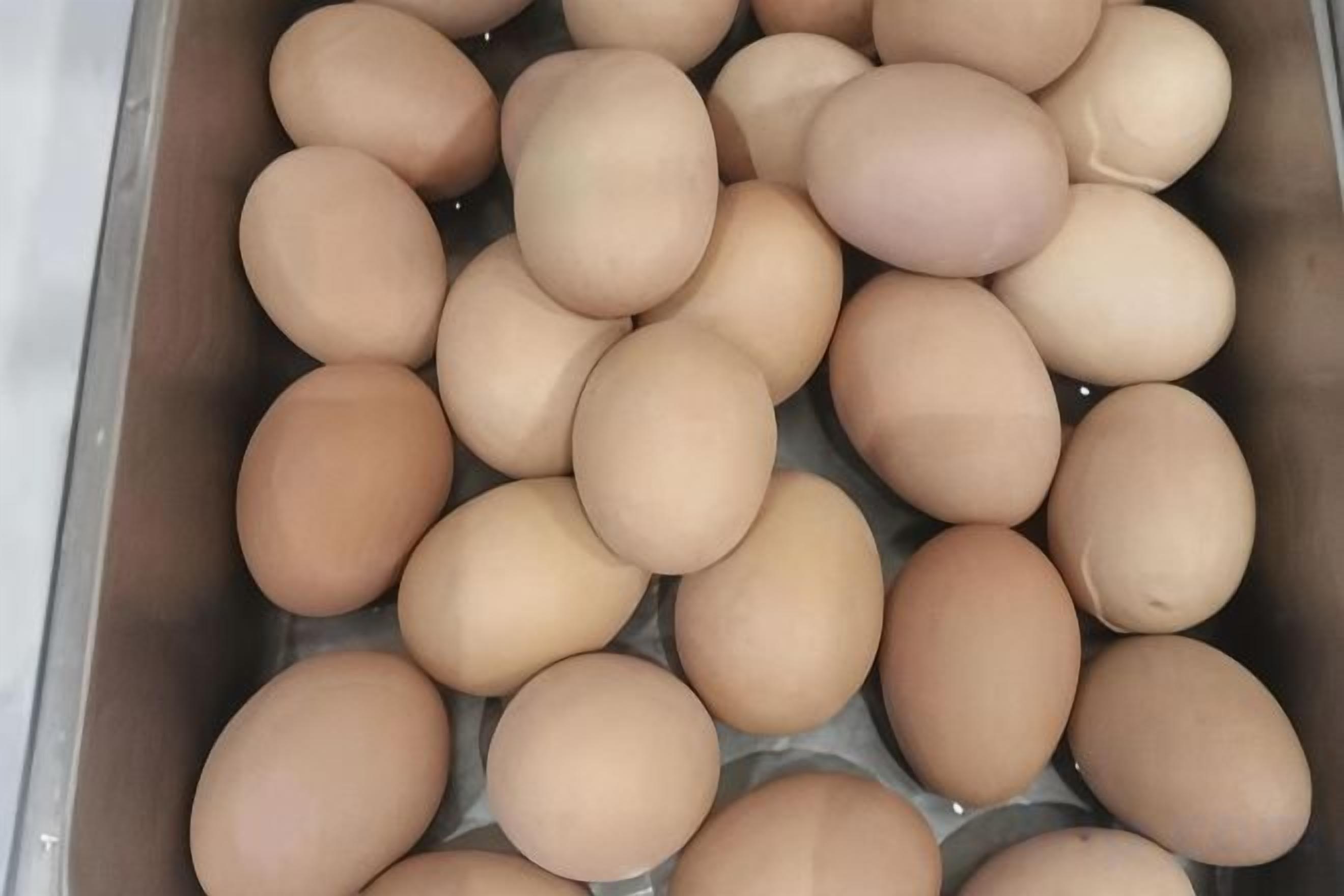 A container filled with eggs.