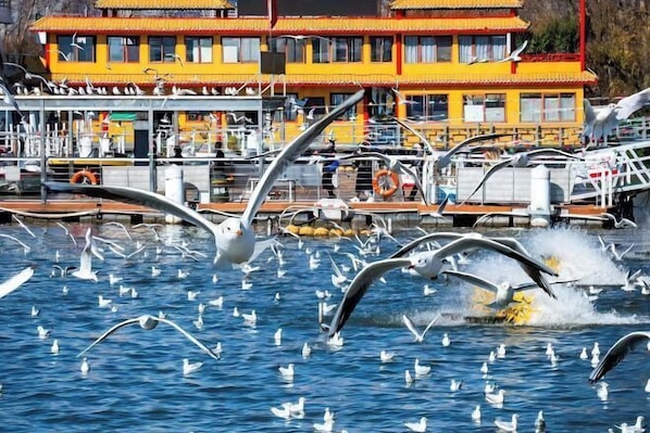 Une zone riveraine avec un bâtiment jaune, des bateaux et des mouettes qui volent au-dessus de l’eau.