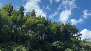 Une forêt dense, avec de grands arbres, et un ciel bleu clair parsemé de quelques nuages.