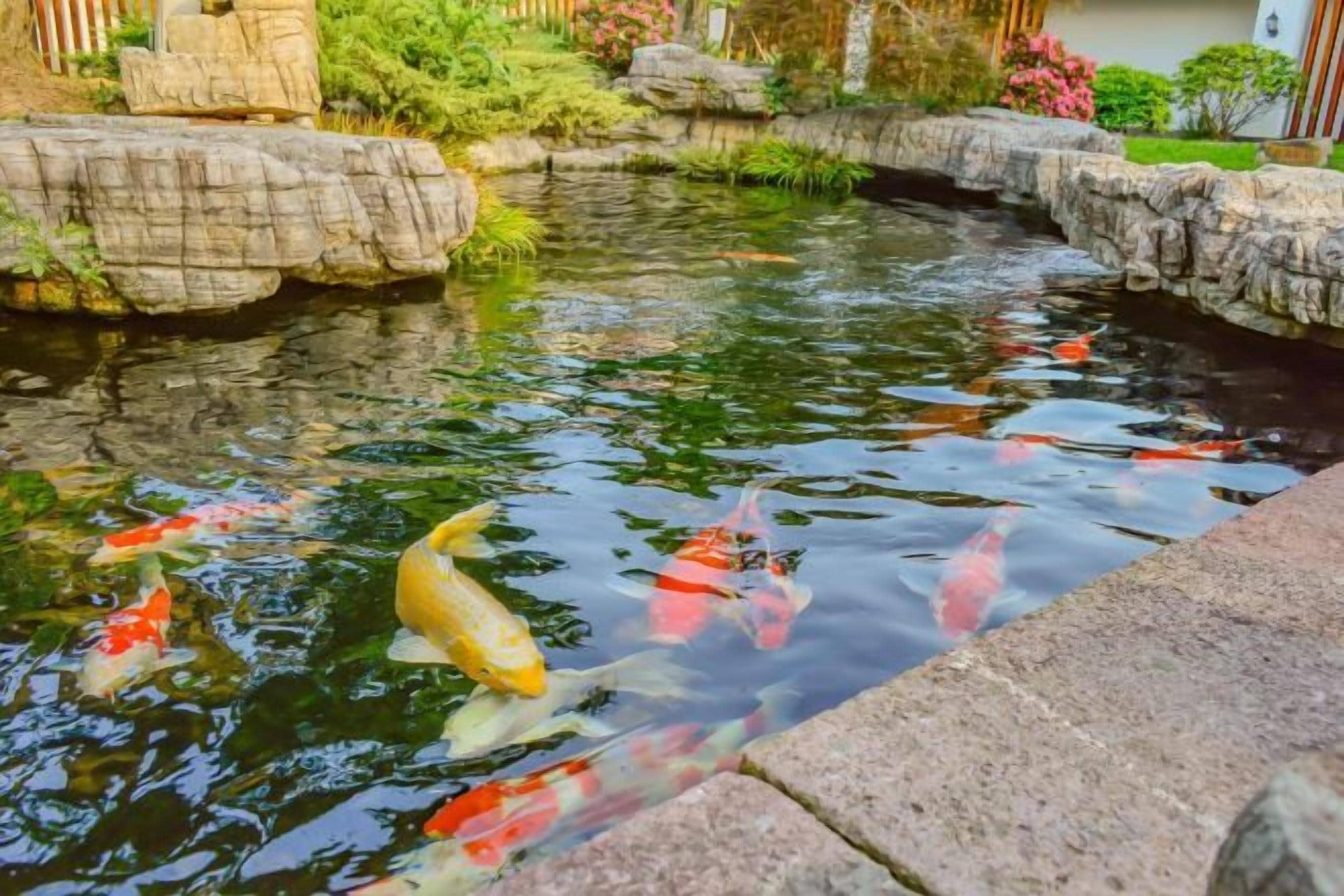 Un estanque de peces koi, con varias carpas, rodeado de rocas y plantas.