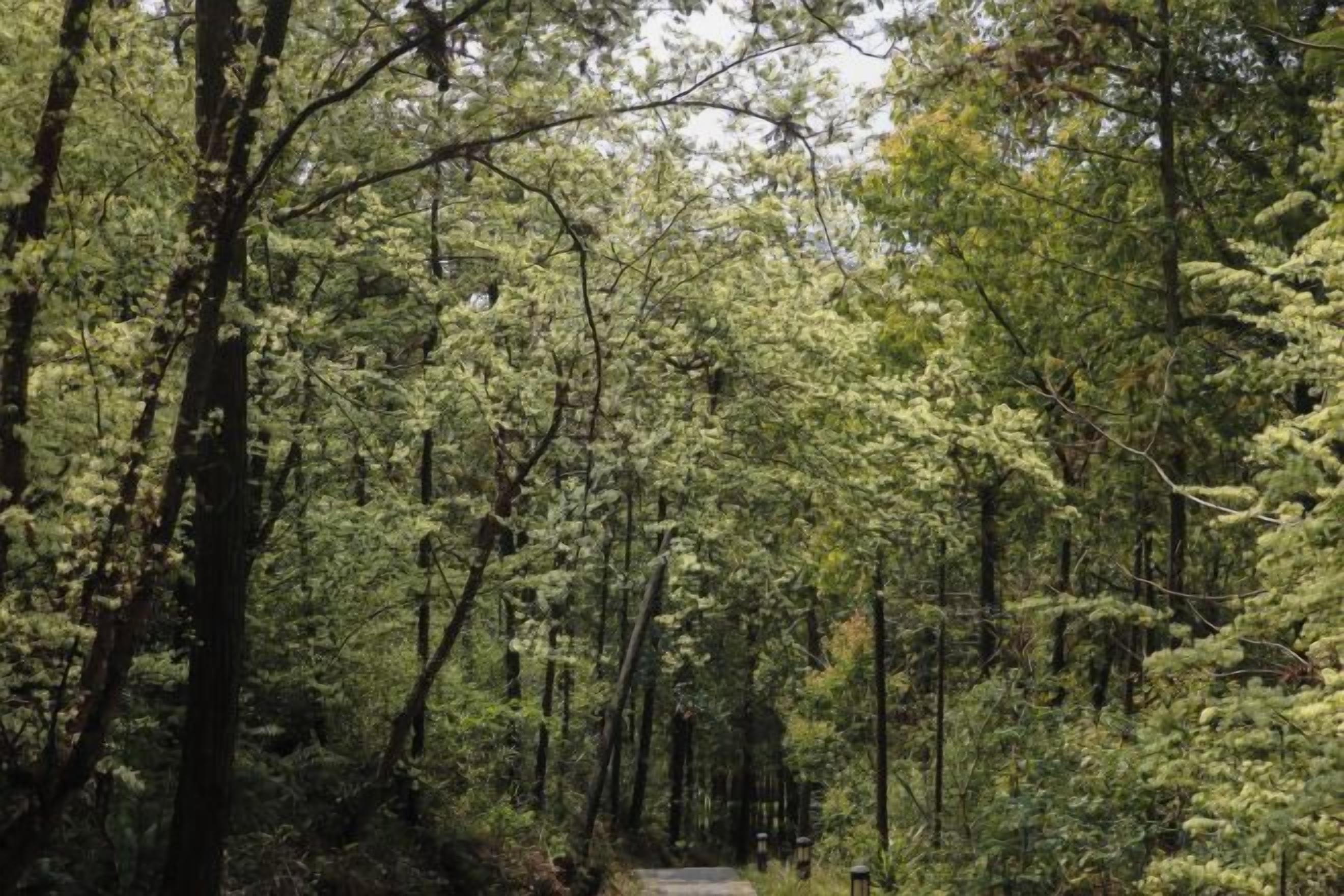 A forested path with dense trees and a clear trail.