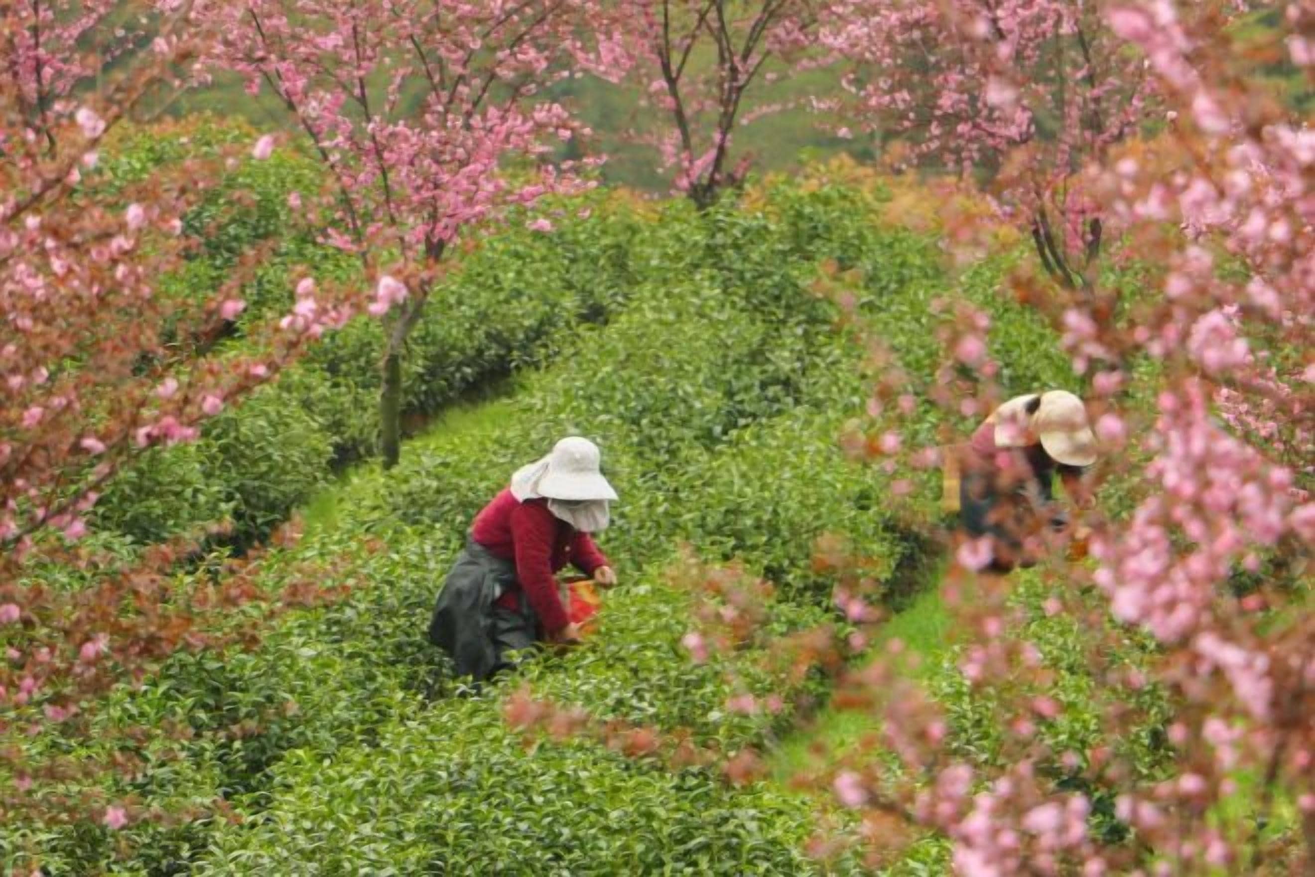 Uma pessoa trabalhando em uma pomar verdejante com cerejeiras em flor.
