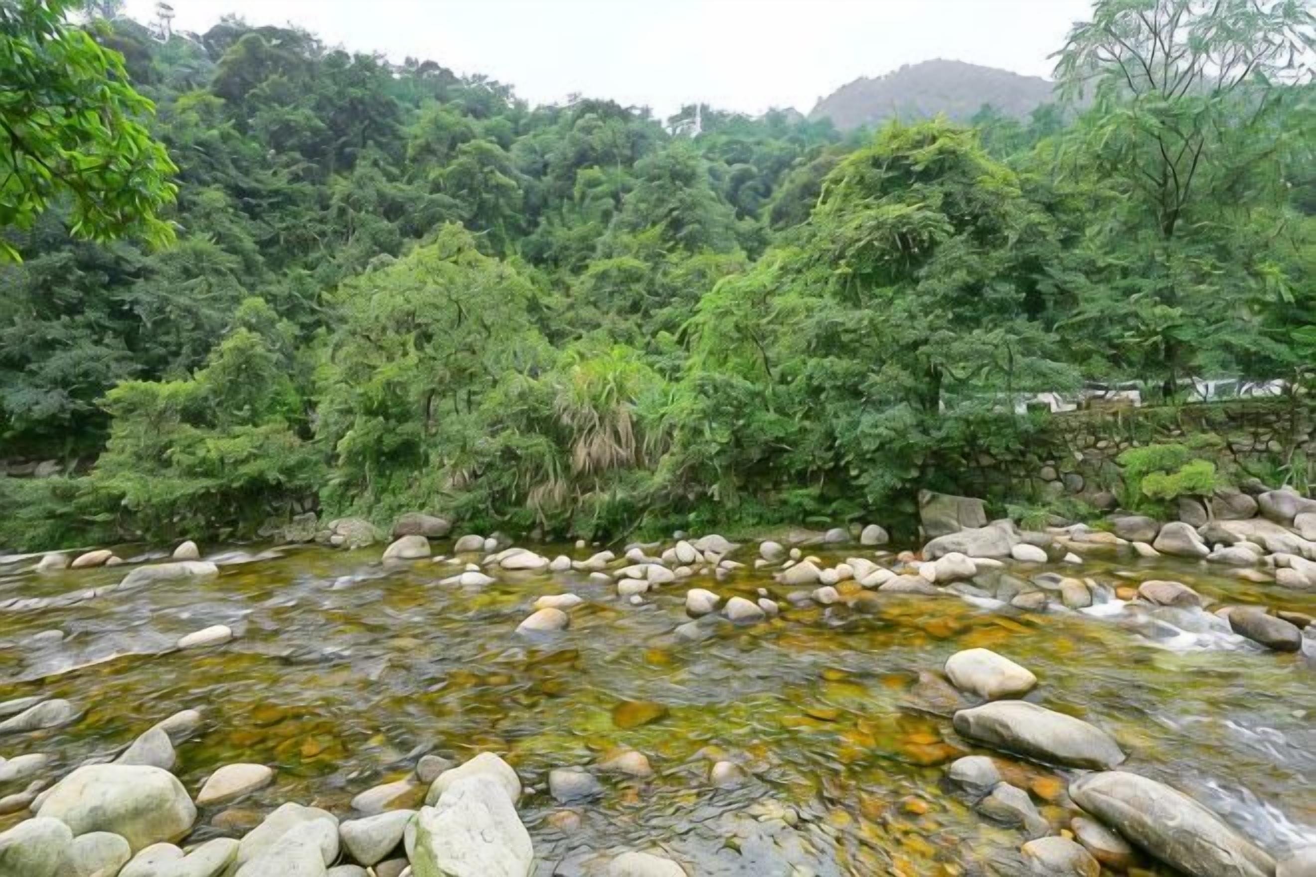 A river with rocks and dense greenery in the background.