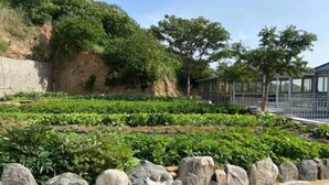 A garden with a stone wall, a variety of plants, and a building with large windows. - Monkey Mountain Villa Hotel (Mengyin)