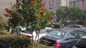Un espace de stationnement avec plusieurs voitures et un arbre aux fleurs rouges.