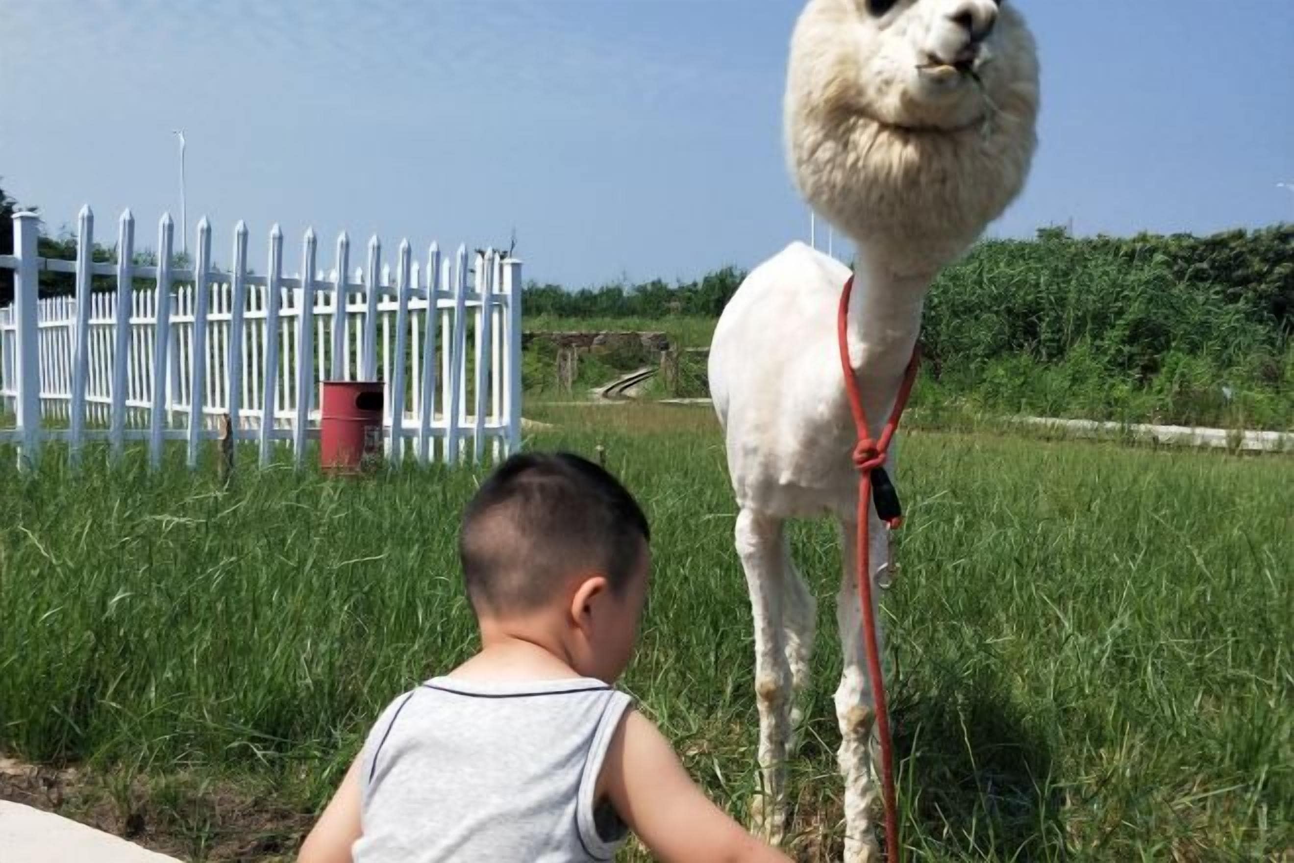A child interacting with a llama in a grassy area with a white fence and trees in the background.