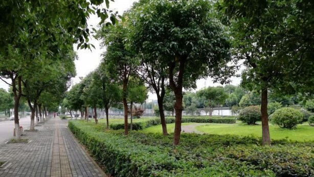 Un vialetto lastricato fiancheggiato da alberi e siepi curate, che conduce a un parco con uno stagno.