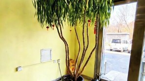 A potted plant with multiple trunks in a room with yellow walls and a window. - Days Inn Chain Hotel (Beijing Shangdi Xixiaokou Subway Station) (Beijing)