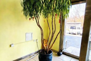 A potted plant with multiple trunks in a room with a yellow wall and a window. - Days Inn Chain Hotel (Beijing Shangdi Xixiaokou Subway Station) (Beijing)