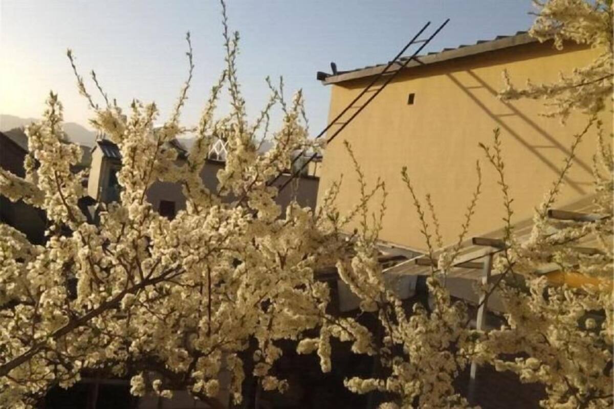 Un edificio con fachada amarilla y un árbol con flores blancas al frente.