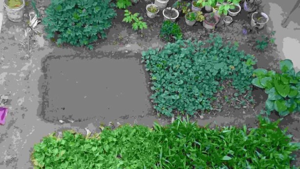 Ein Garten mit verschiedenen Pflanzen und einem großen, rechteckigen Loch im Boden.