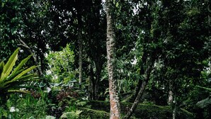 Un jardin luxuriant avec une petite cascade, un feuillage dense et une grande variété de plantes.