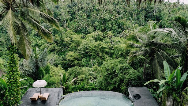 Une piscine entourée d’une végétation luxuriante et de palmiers, avec des chaises longues et un parasol.