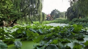 A pond with lily pads surrounded by lush greenery and trees. - Kunming Southwest Hotel (Kunming)