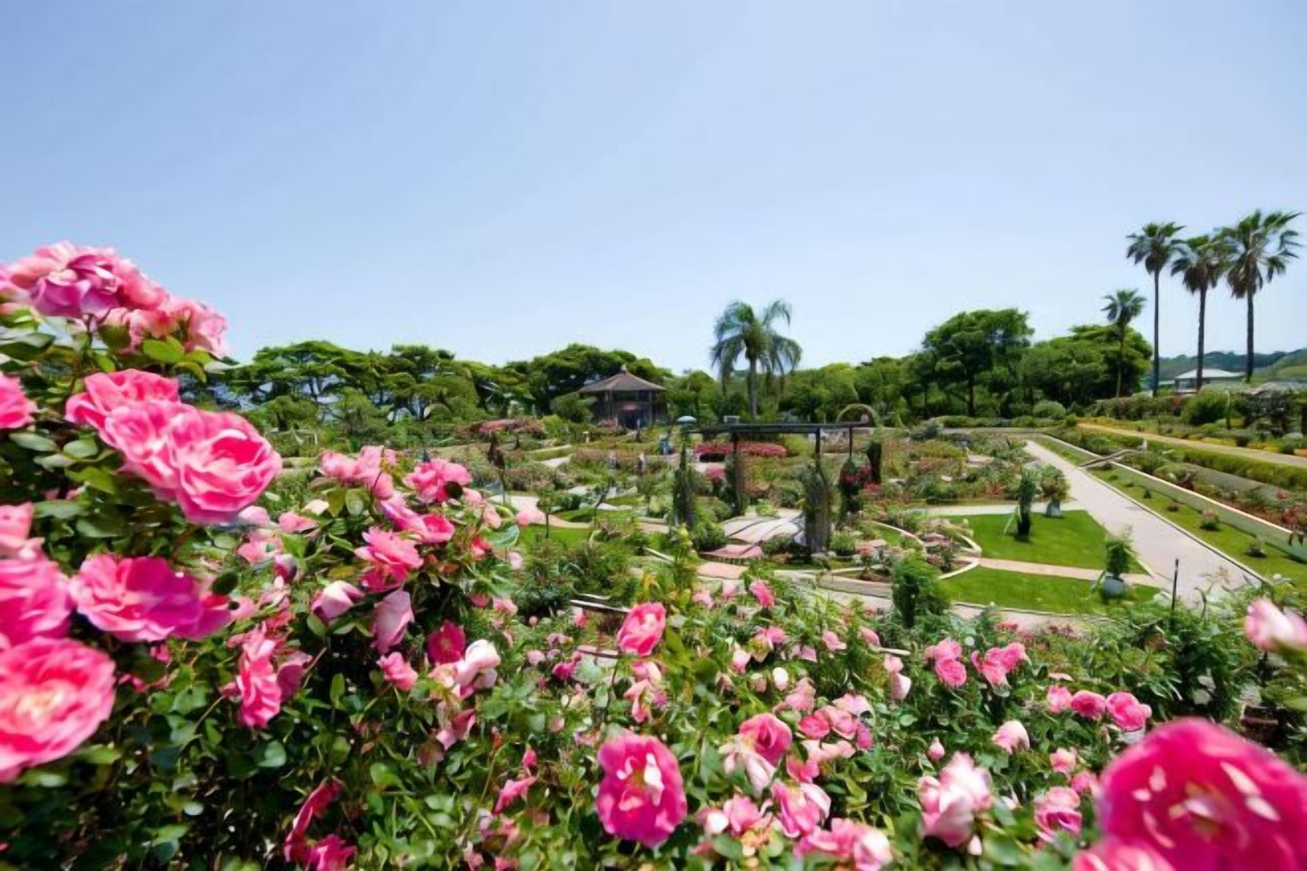 A garden with pink flowers and a pathway.