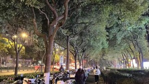 A tree-lined street at night with parked motorcycles and pedestrians. - AAliansuojiudian (Shanghai)