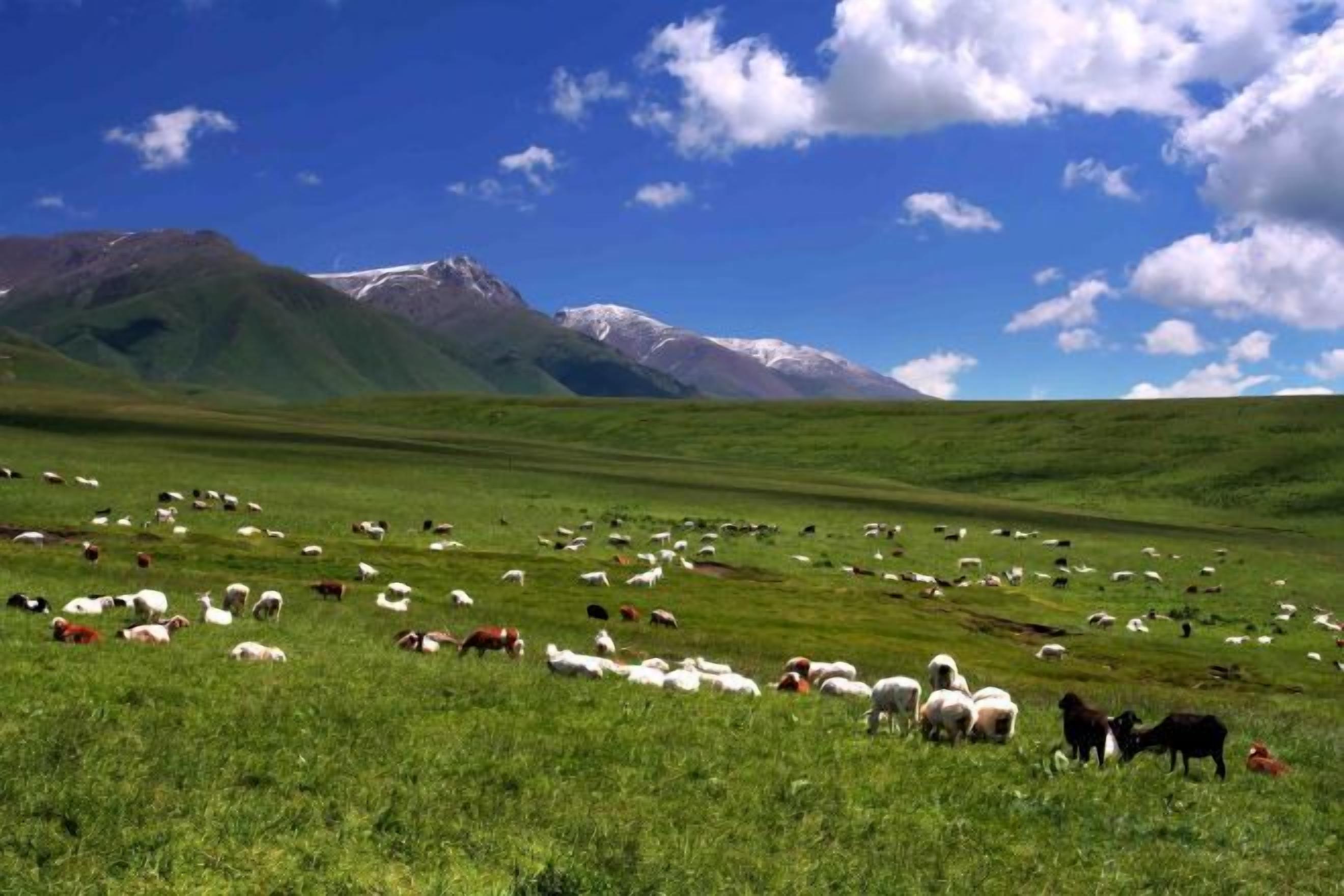 Un extenso campo cubierto de hierba con montañas al fondo.