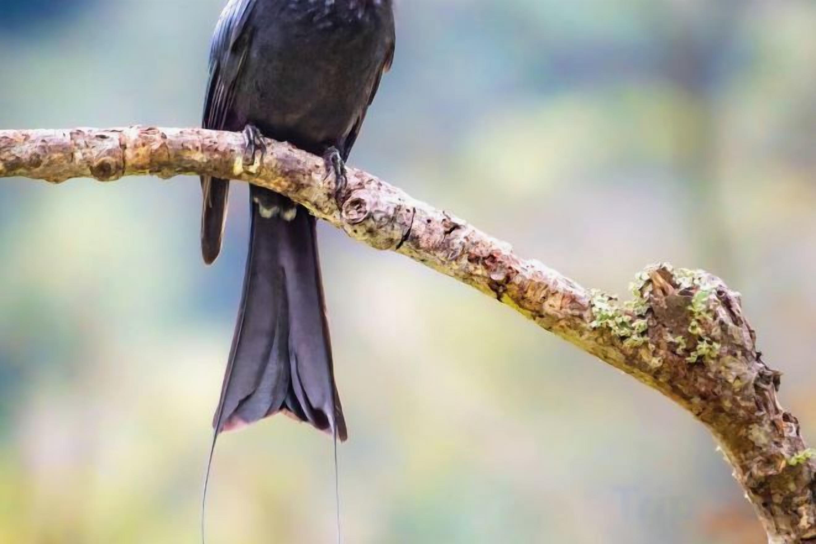 Un oiseau était perché sur une branche.