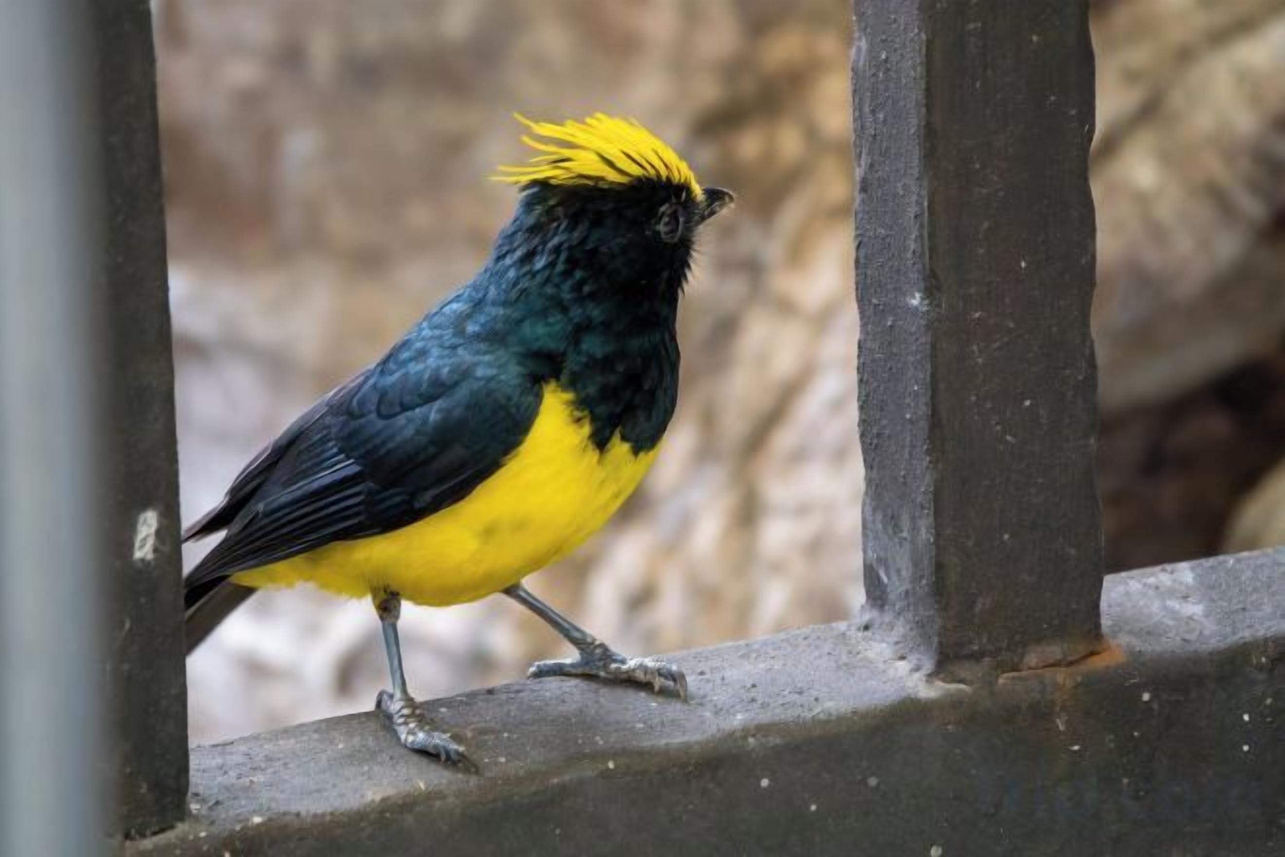Un oiseau au plumage jaune et noir était perché sur une rambarde métallique.