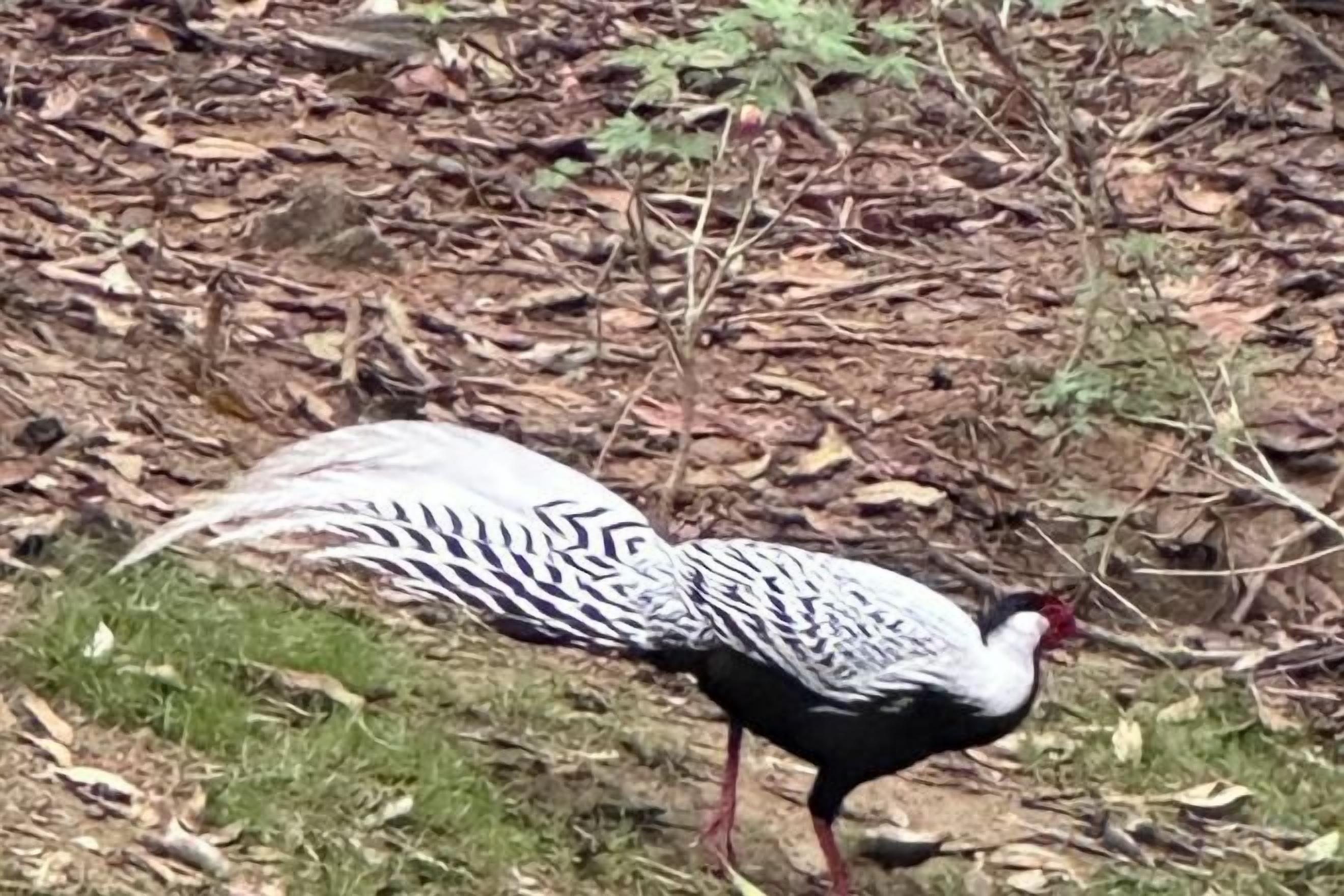 A bird with distinctive black and white plumage walking on a ground covered with dry leaves and sparse grass.