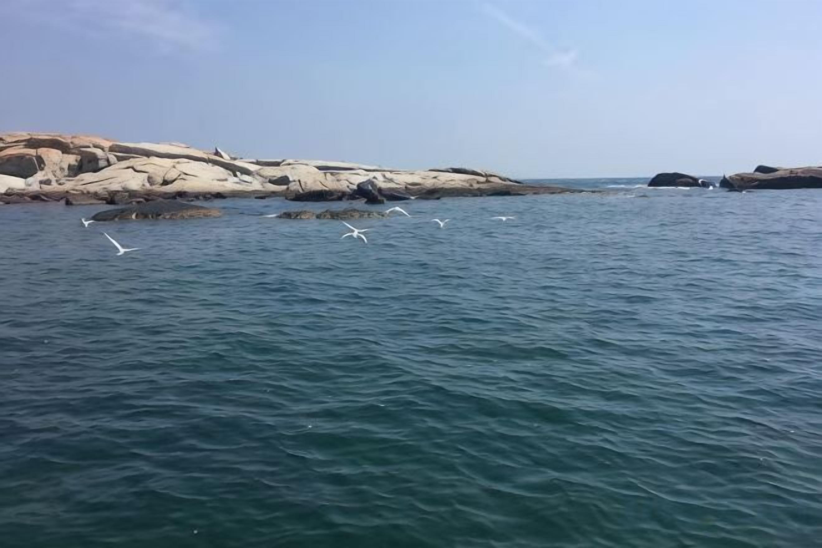 A coastal scene with calm water, rocky outcrops, and seagulls flying.