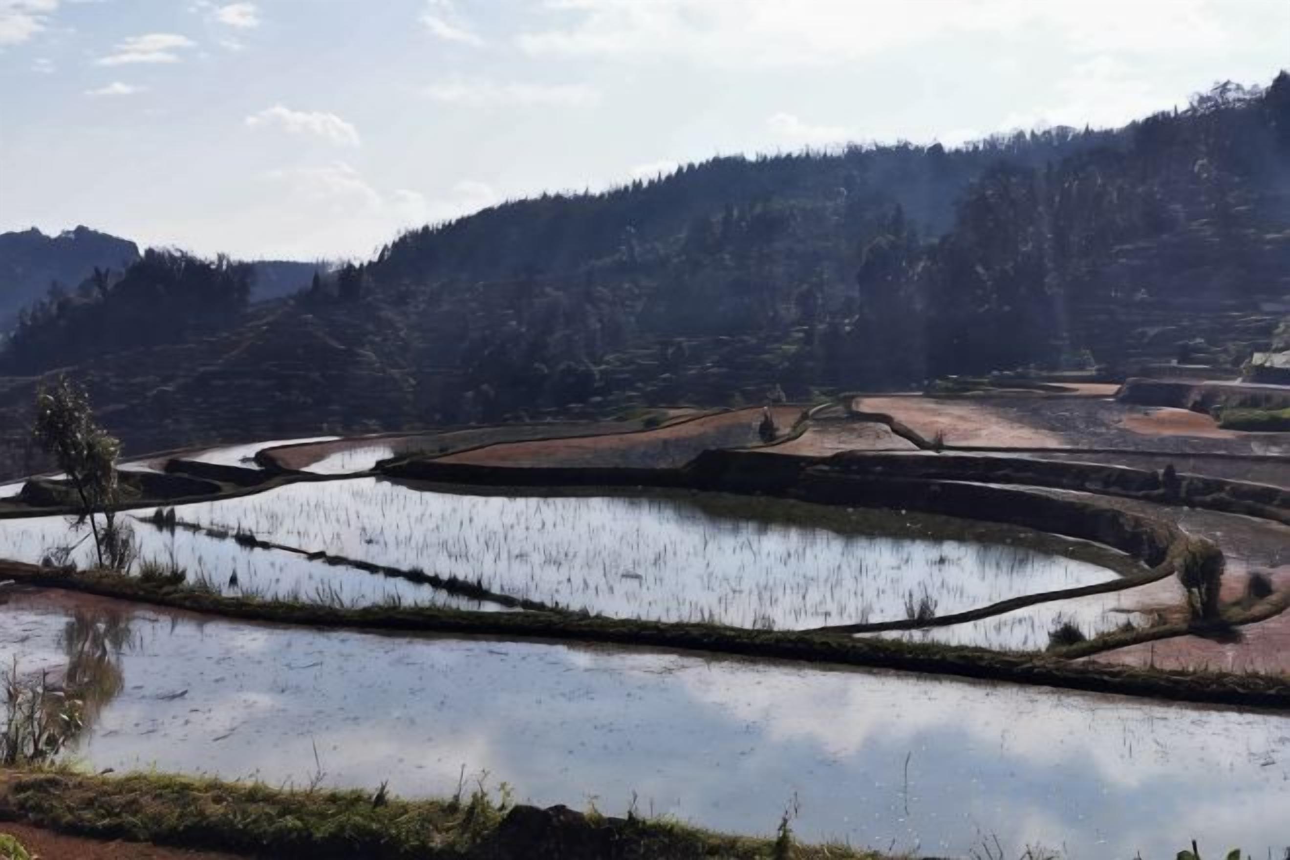 Terraced rice fields with a water body in the foreground.