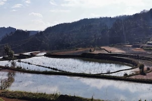 Terraced rice fields with a water body in the foreground.