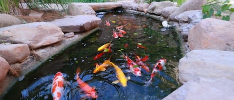 Un estanque de carpas koi con rocas y plantas.