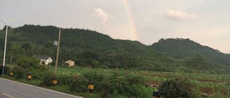 A road with a rainbow, greenery, and a small building in the distance.