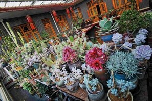 A variety of potted plants arranged on tables in an outdoor setting. - Pingyao Jiaxin Guesthouse (Pingyao County)