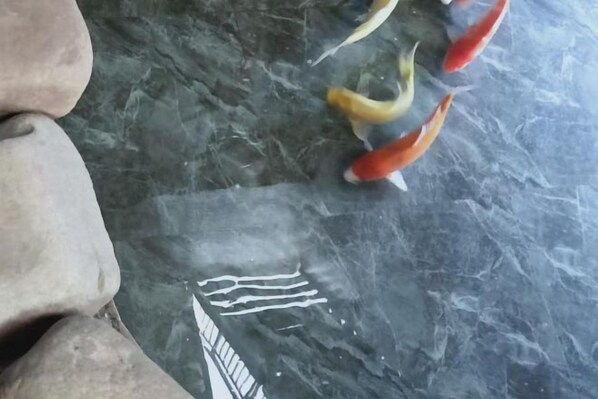 A fish tank with several fish and a stone decoration. - Pingyao Jiaxin Guesthouse (Pingyao County)