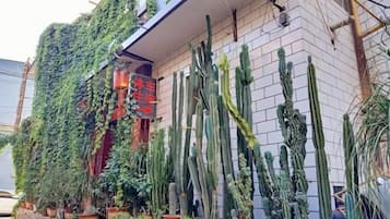 A building with a brick facade, a vertical garden, and multiple potted cacti.