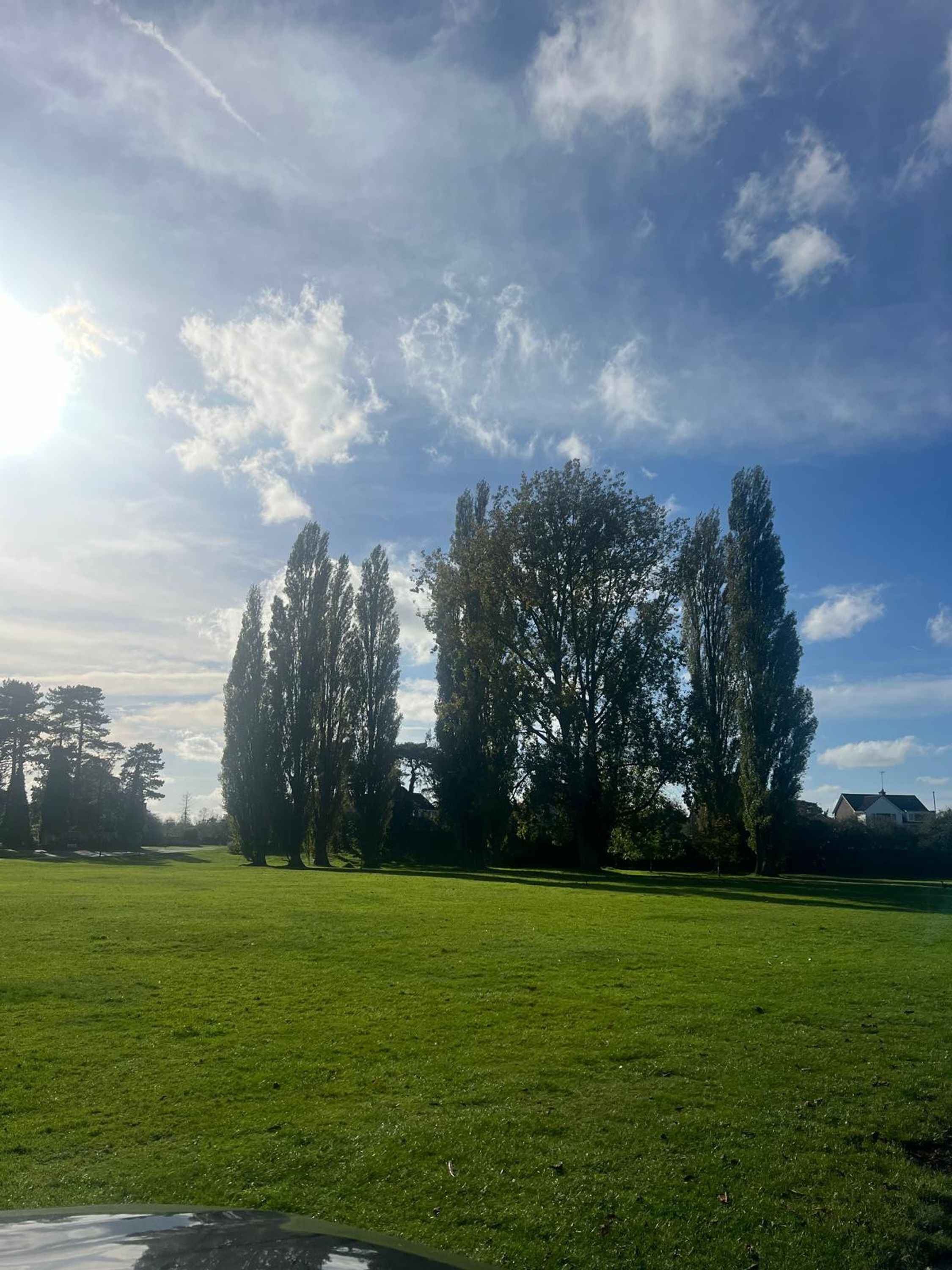A grassy field with tall trees and a clear sky.