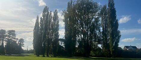 A grassy field with tall trees and a clear sky.
