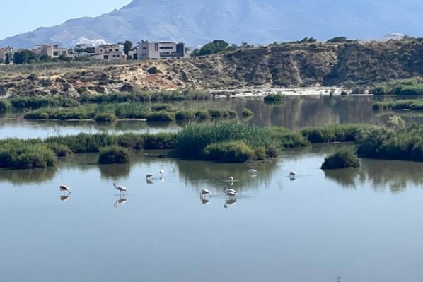 A calm lake with swans and a heron, surrounded by greenery and a mountainous backdrop. - Apartment in Garrucha near Sea Beach (Garrucha)