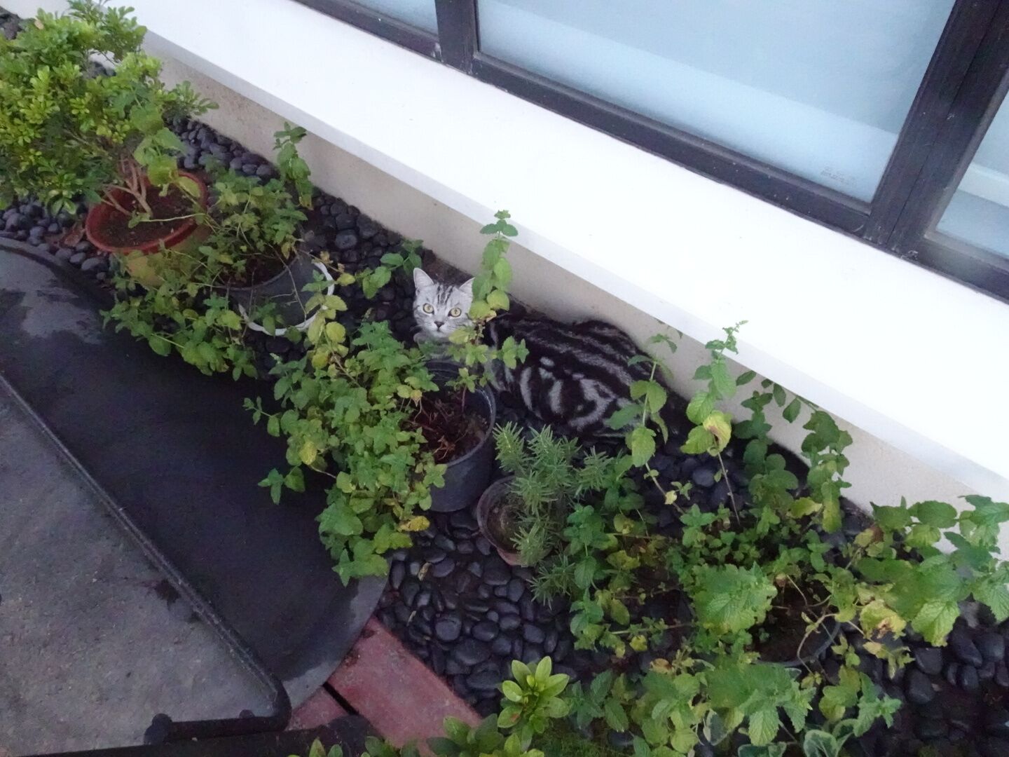 A rooftop garden with various potted plants and a cat.