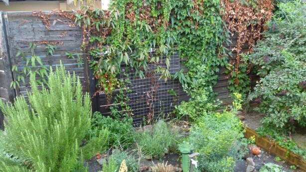 Een tuin met verschillende planten, een houten hek en een vlindersculptuur.