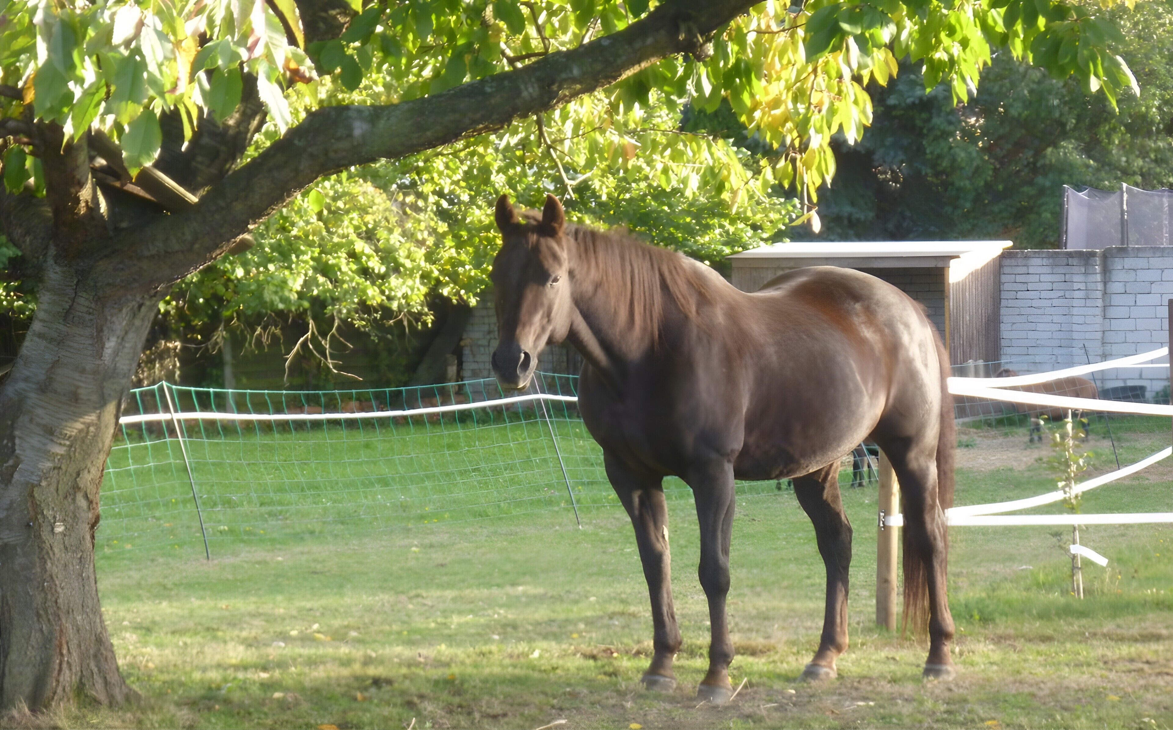 Ein Pferd steht in einem eingezäunten Bereich mit einem Baum und einem Gebäude im Hintergrund.