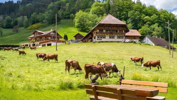 A rural setting with a large building, cows grazing, and a wooden bench. - Holiday Apartment 'Waldblick' with Shared Pool and Large Terrace (Wolfach-Kirnbach)