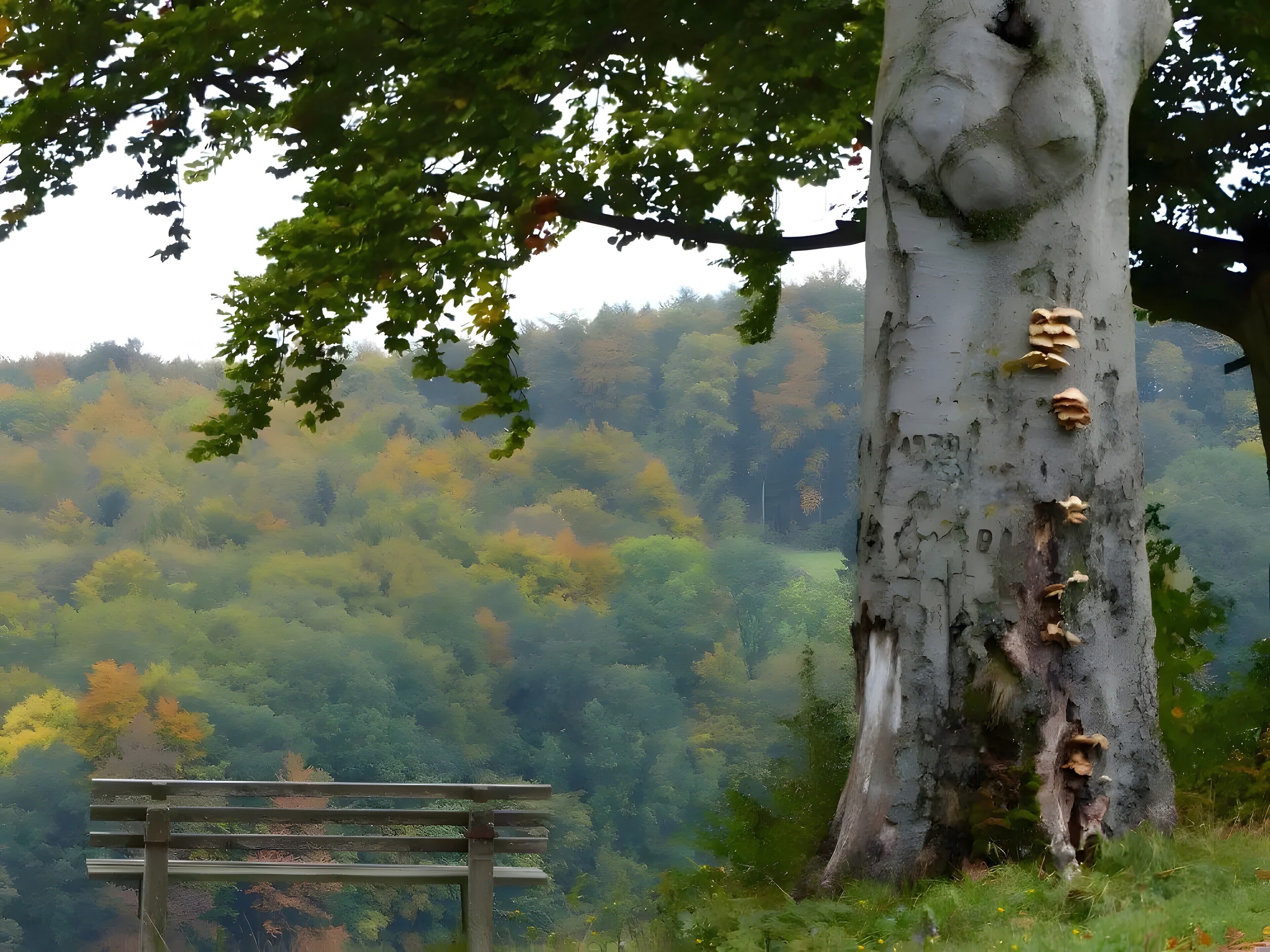 Eine Bank in bewaldeter Landschaft, ein Baum mit Flechtenbewuchs.