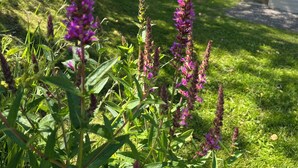 Un giardino con alti fiori viola, una zona erbosa e un patio con mobili da esterno.