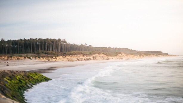 Una playa costera con orilla arenosa y un área boscosa al fondo.