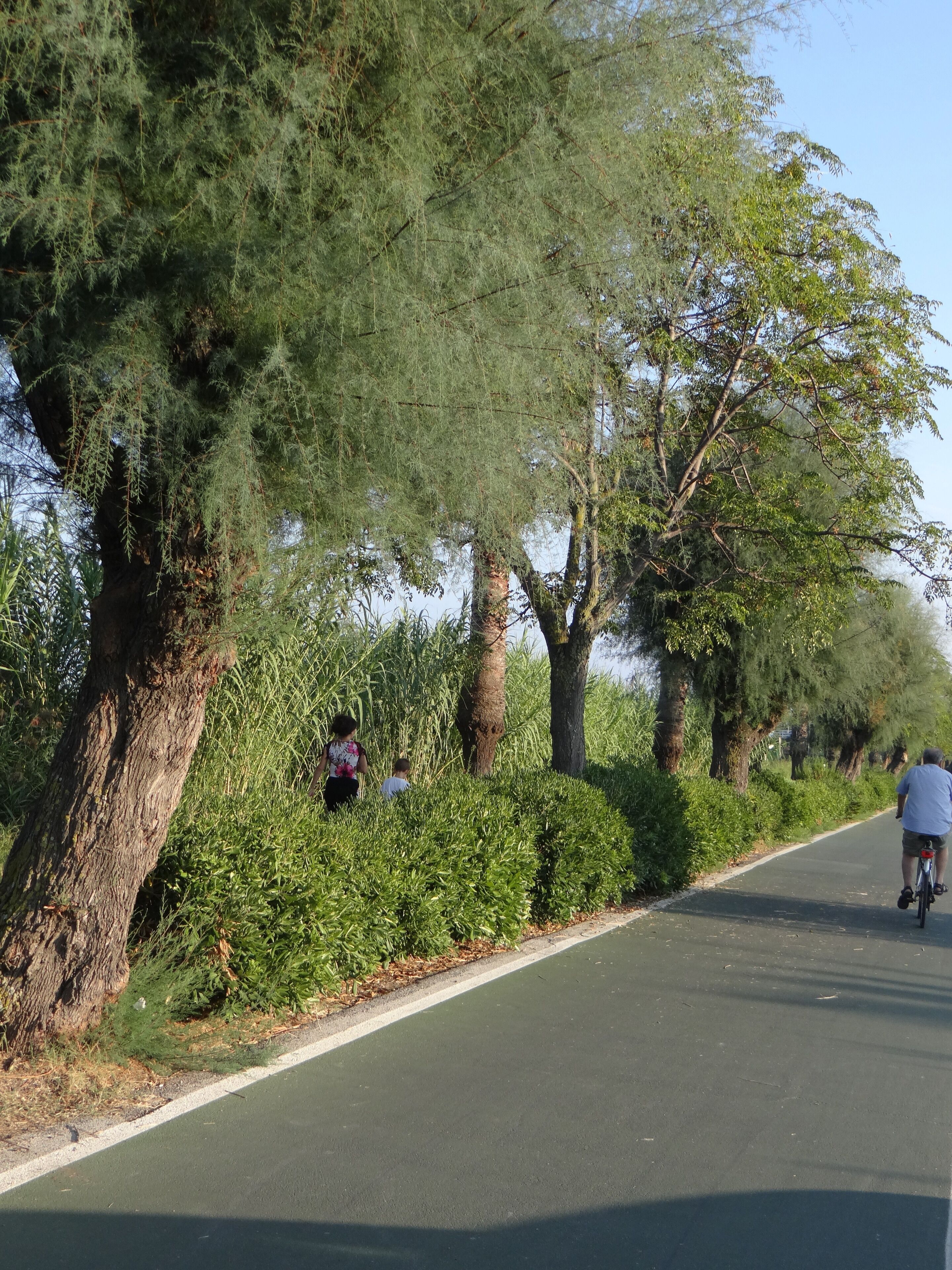 A paved pathway flanked by dense greenery and trees.