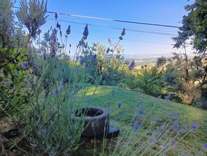 Garden - Podere Casato 2 Hills View, Pool, Wifi Tuscany (Montespertoli)