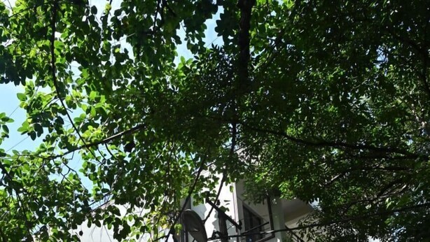 Un edificio de varios pisos con fachada blanca, entrada protegida por una reja y un árbol en primer plano.