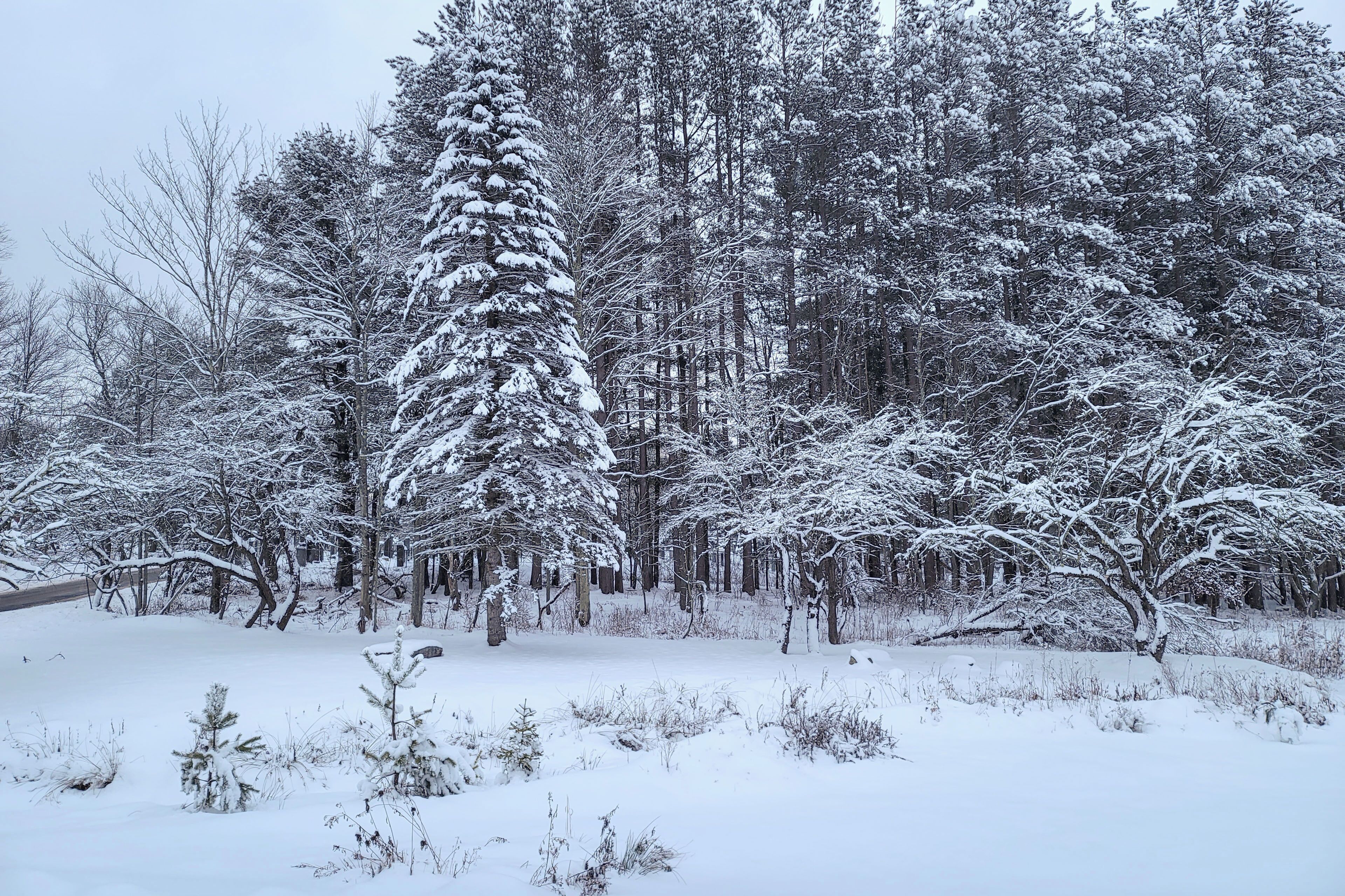 A snowy forest scene with tall trees and a clear path.